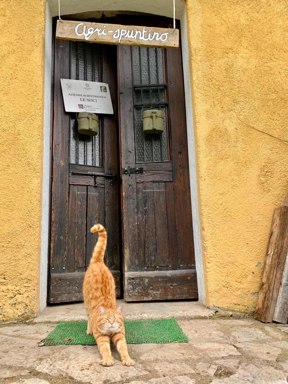 Agriturismo Le Noci Tarzo エクステリア 写真